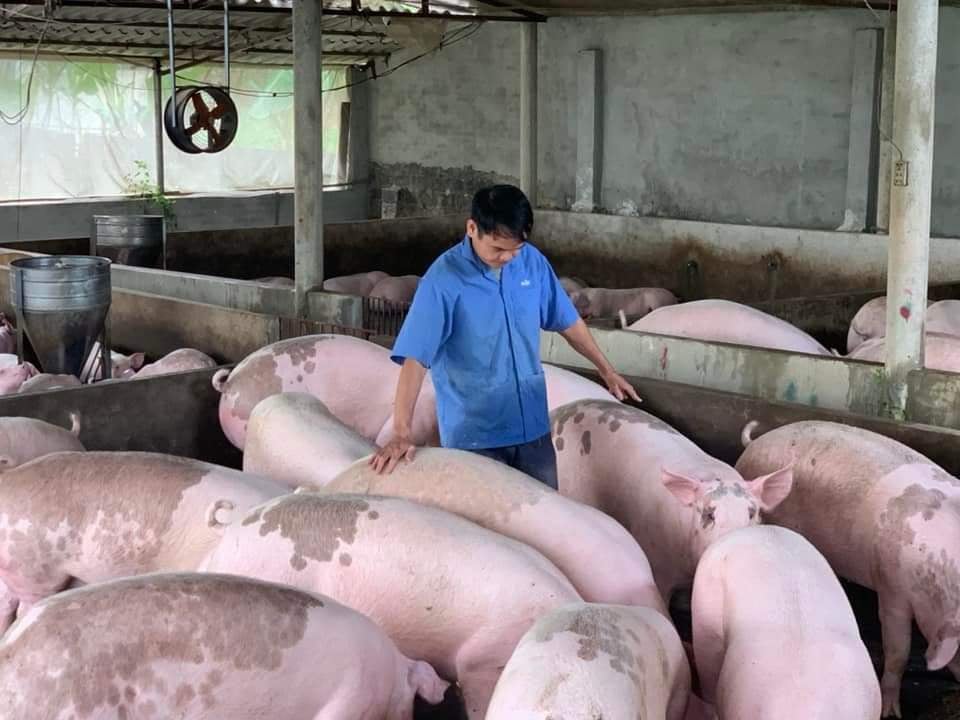 Giá heo hơi hôm nay 12/6/2023: Cao nhất đạt 60.000 đồng/kg