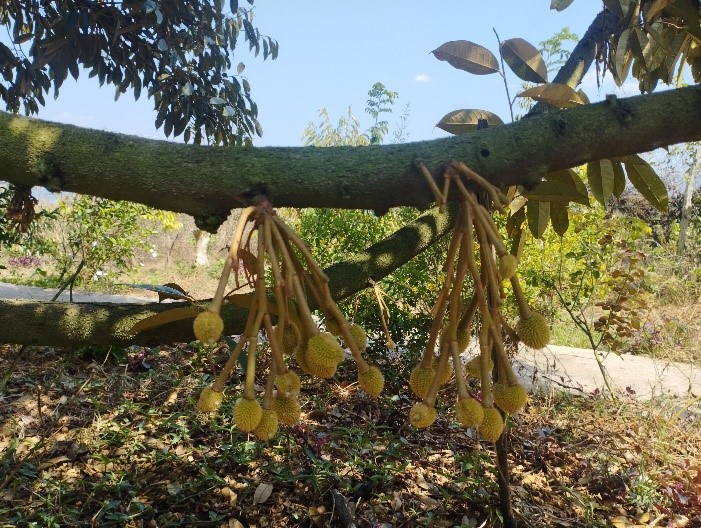 Quy trình trồng và chăm sóc cây sầu riêng