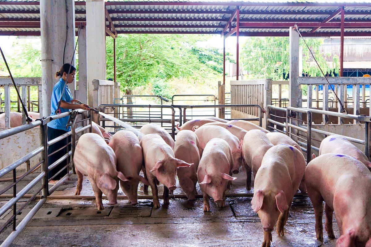 Giá heo hơi hôm nay 1/8/2023: Dự báo giá heo tăng trong thời gian tới