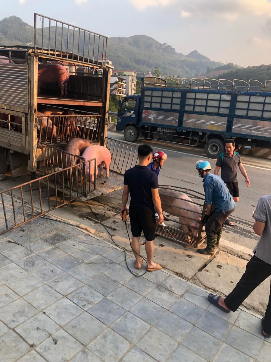 Giá heo hơi hôm nay 8/8/2023: Bất ngờ tăng tại nhiều địa phương  