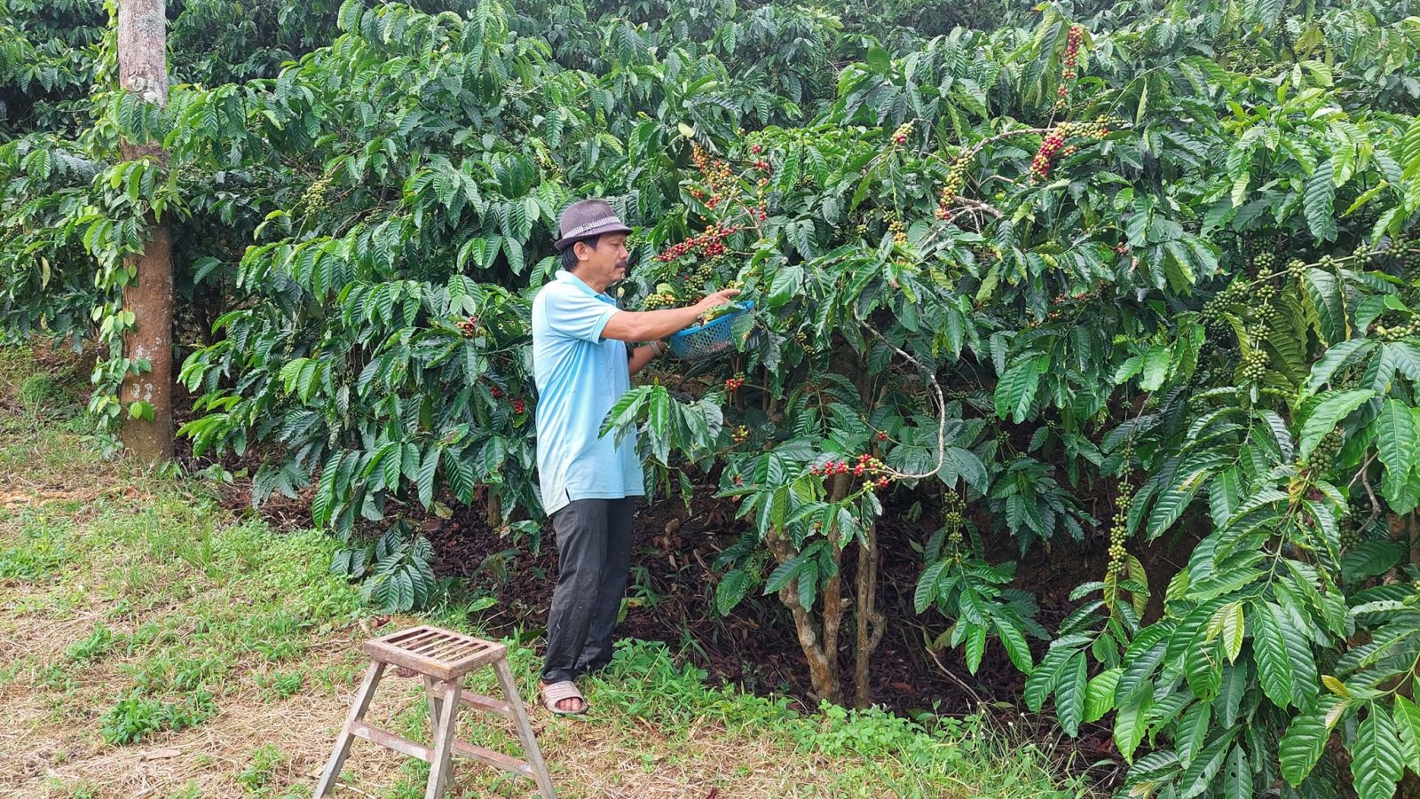 Giá nông sản ngày 21/8/2023: Cà phê và hồ tiêu trụ vững ở mức cao