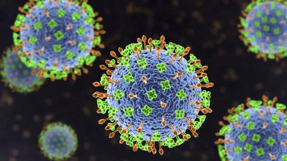 TP Hồ Chí Minh giám sát người về từ vùng có dịch virus Nipah