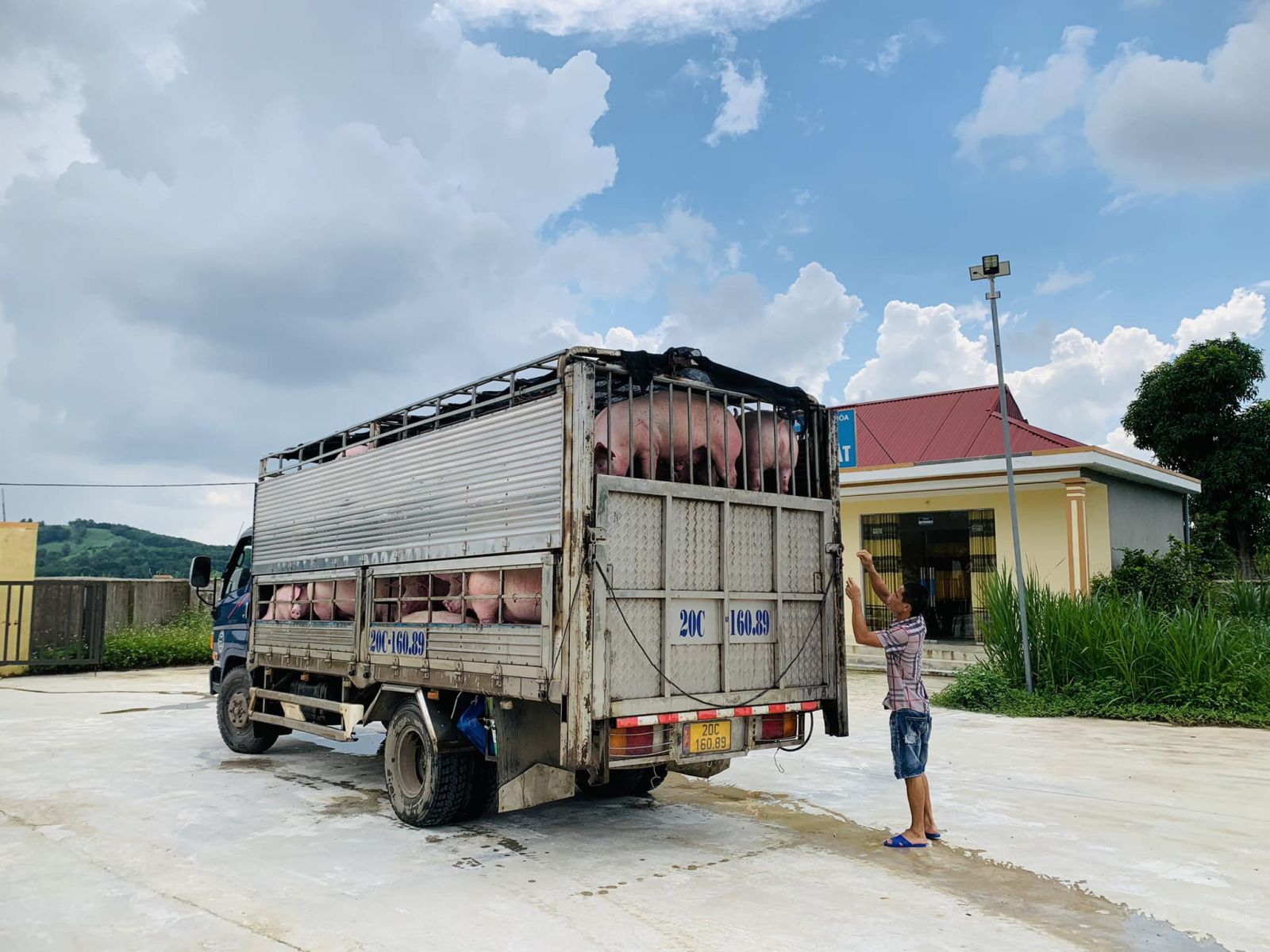 Giá heo hơi hôm nay 8/10/2023: Việt Nam tăng nhập khẩu thịt heo