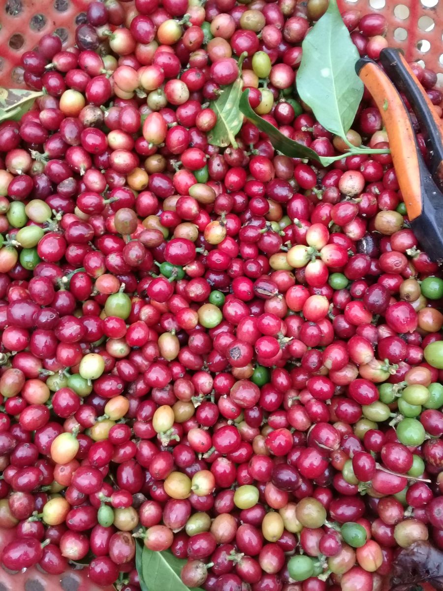 Giá nông sản ngày 10/10/2023: Cà phê giảm 500 đồng/kg, hồ tiêu ổn định