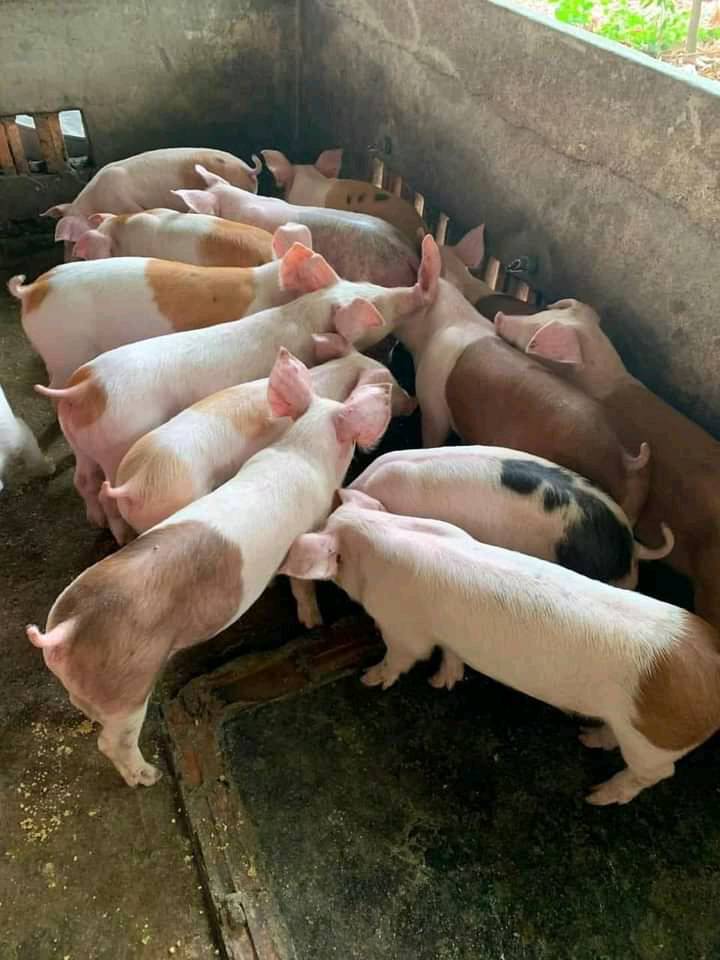 Giá heo hơi hôm nay 10/10/2023: Cả 3 miền giảm 1.000 đồng/kg