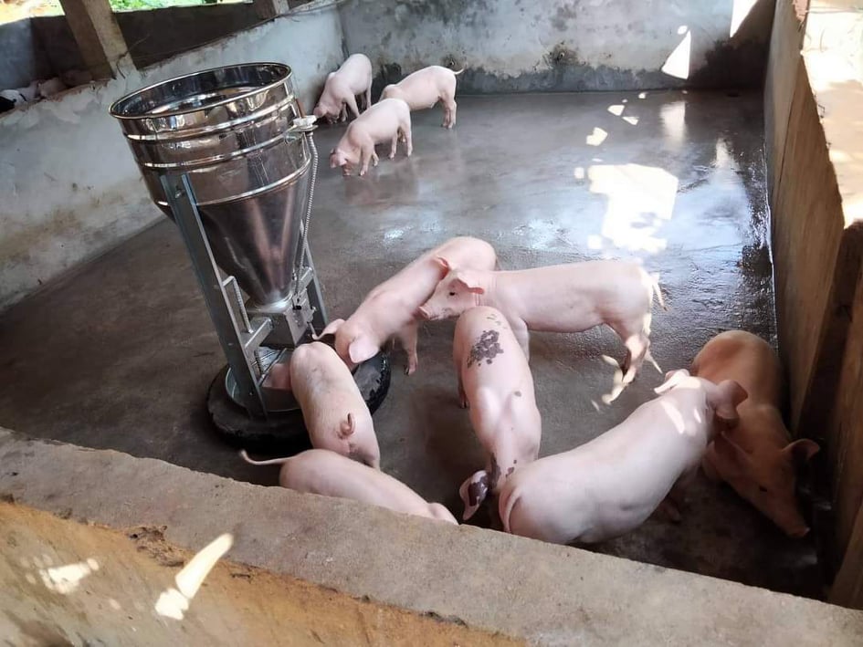 Giá heo hơi hôm nay 11/11/2023: Thị trường trầm lắng, cao nhất đạt 55.000 đồng/kg