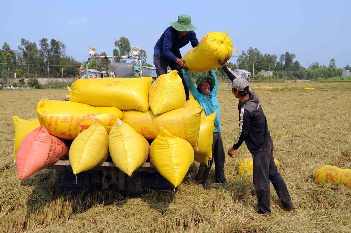 Xuất khẩu gạo tăng mạnh cả về lượng và giá trị