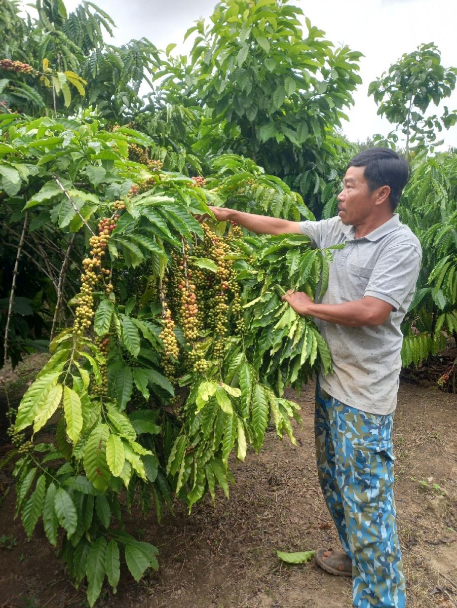 Giá nông sản ngày 27/11/2023: Cà phê và hồ tiêu trụ vững ở mức cao