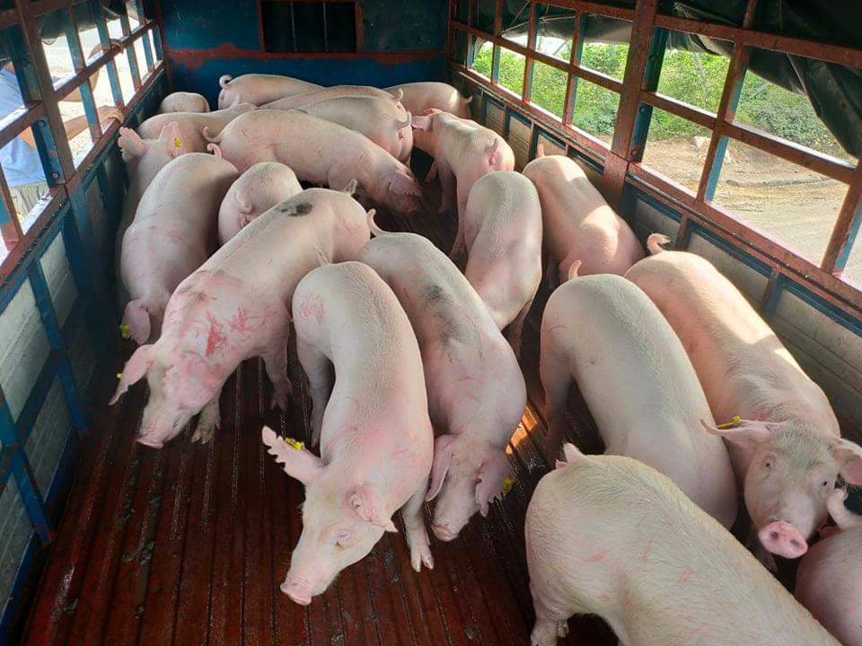 Giá heo hơi hôm nay 12/12/2023: Cả 3 miền tăng 1.000 đồng/kg