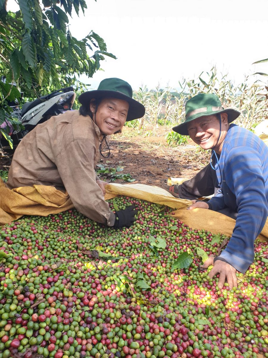 Giá nông sản ngày 25/12/2023: Cà phê ở mức cao, hồ tiêu tăng 1.000 đồng/kg