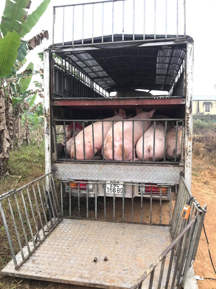 Giá heo hơi hôm nay 1/1/2024: Việt Nam tăng xuất khẩu thịt heo