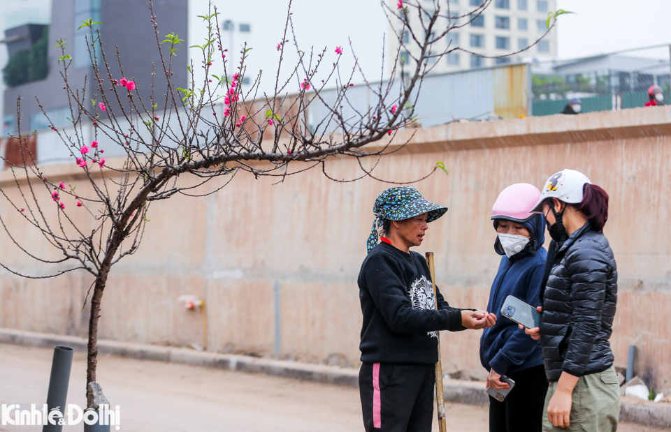 Đào Nhật Tân xuống phố, thu hút người dân chơi hoa Tết sớm