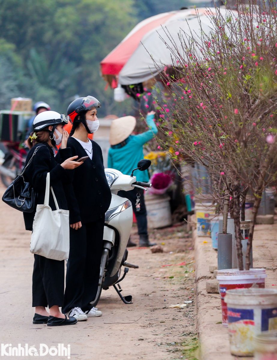 Đào Nhật Tân xuống phố, thu hút người dân chơi hoa Tết sớm