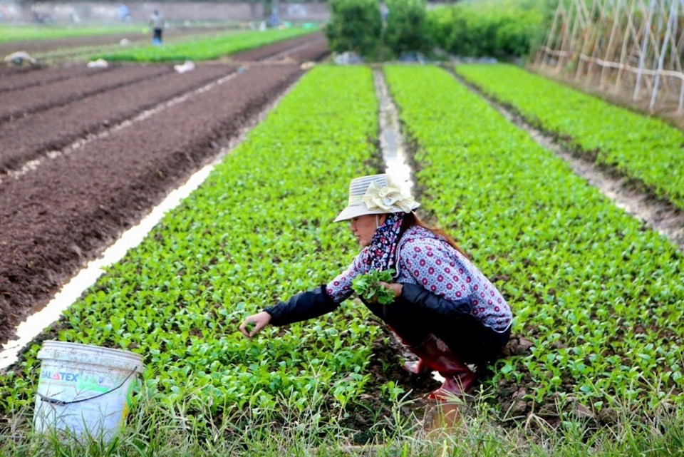 Hà Nội: Vựa rau Mê Linh kỳ vọng vụ Tết “được mùa, được giá”