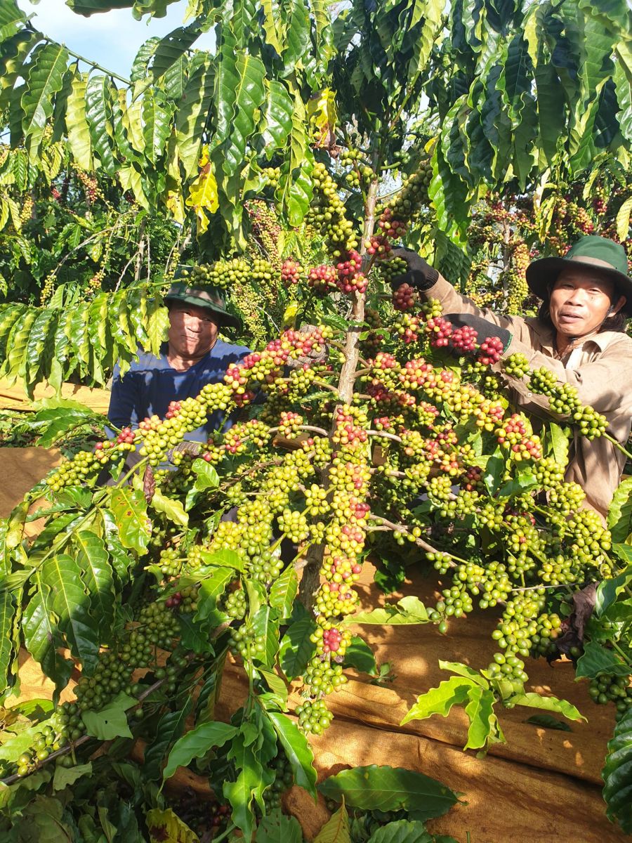 Giá nông sản ngày 9/1/2024: Cà phê tiếp tục tăng, hồ tiêu giảm mạnh