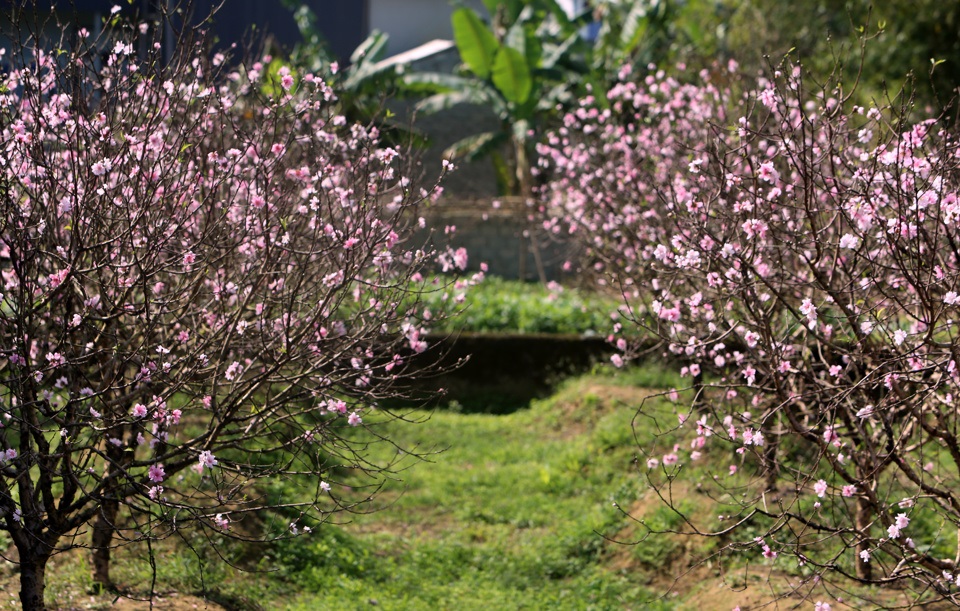 Giống đào phai bung nở hàng chục cánh được đại gia săn đón về chơi tết