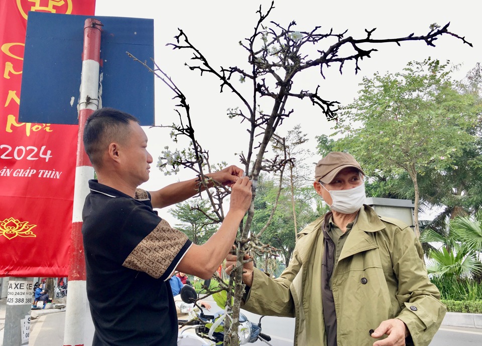 Hà Nội: Hoa lê trắng giá tiền triệu vẫn “đắt khách” sau Tết