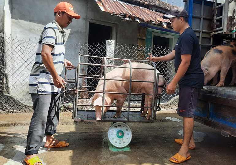 Giá heo hơi hôm nay 21/2/2024: Tăng 1.000 - 3.000 đồng/kg