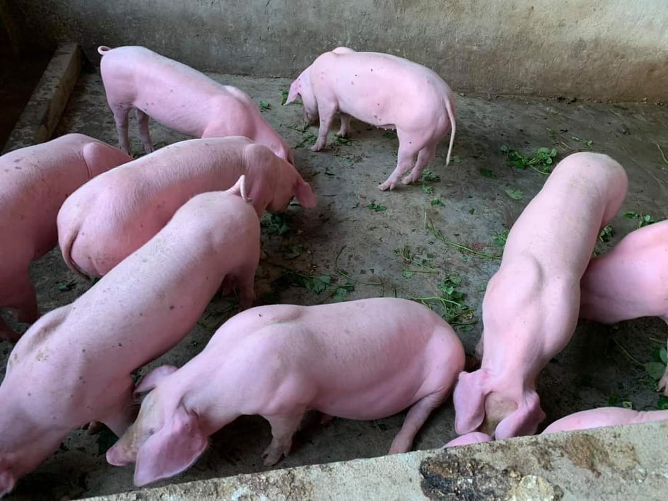 Giá heo hơi hôm nay 3/3/2024: Biến động 1.000 - 2.000 đồng/kg
