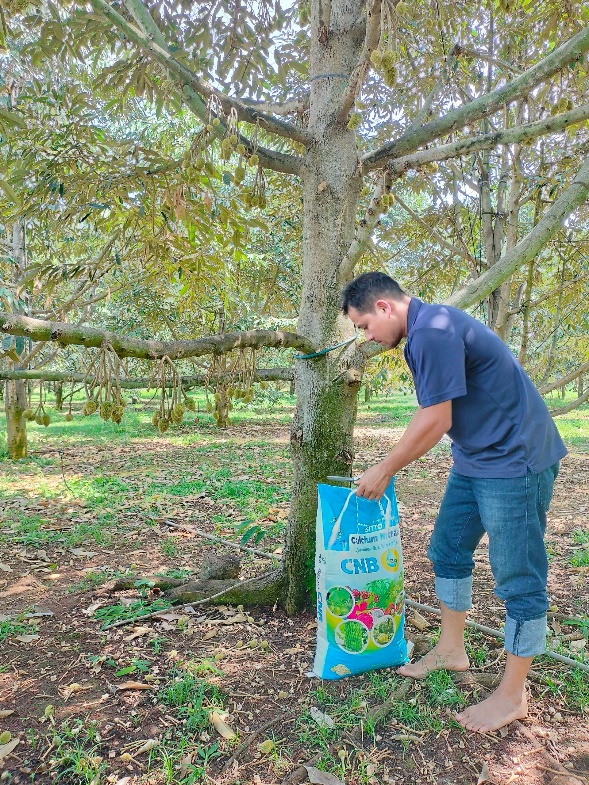 Vai trò và ứng dụng của Calcium Nitrate Boron trong sản xuất nông nghiệp