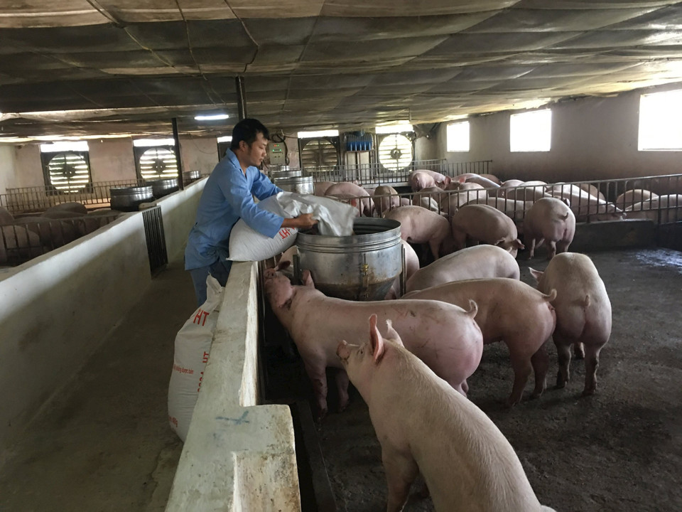 Giá lợn hơi tăng, vì sao người chăn nuôi e ngại tái đàn?