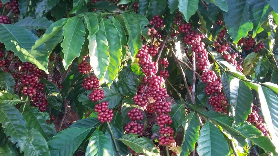 Giá nông sản ngày 4/6/2024: Hồ tiêu lập đỉnh mới, cà phê giá cao nhất 120.000 đồng/kg
