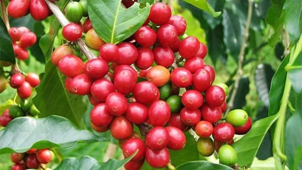 Giá nông sản ngày 6/6/2024: Hồ tiêu và cà phê cùng bật tăng mạnh