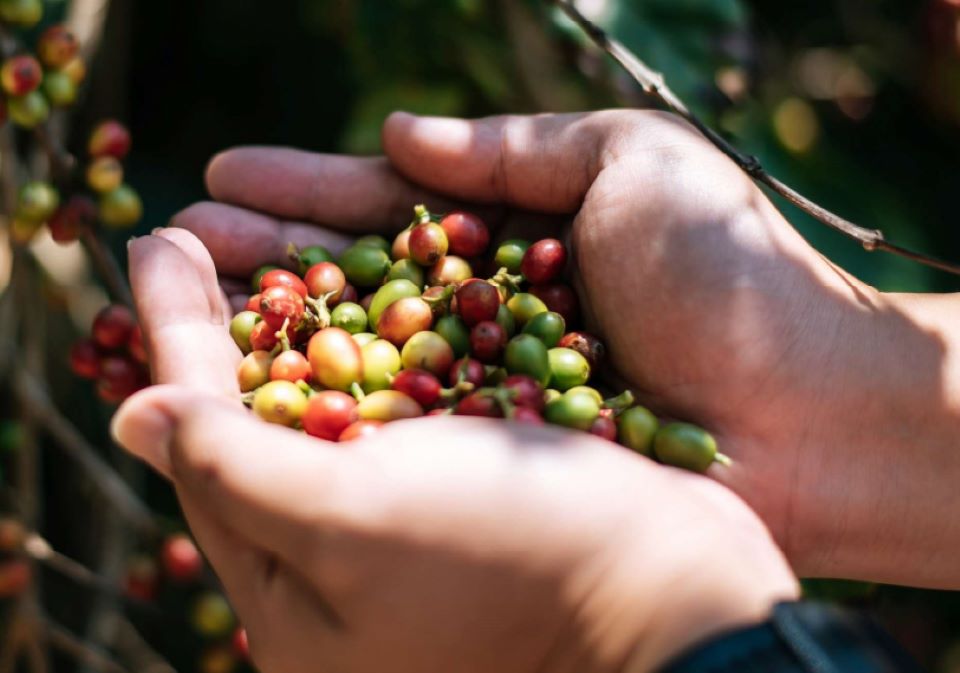 Giá nông sản ngày 22/6/2024: Hồ tiêu và cà phê tiếp đà tăng