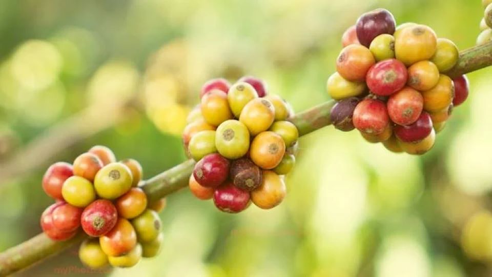 Giá nông sản ngày 30/6/2024: Cà phê giảm nhẹ, hồ tiêu đảo chiều tăng
