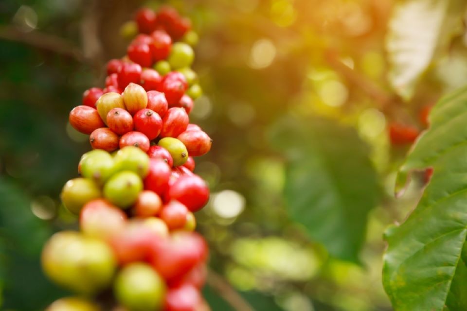 Giá nông sản ngày 15/7/2024: Cà phê và hồ tiêu cùng chững lại