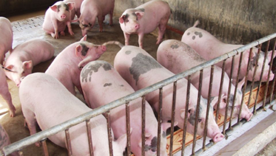Giá heo ngày 8/8/2024: Miền Bắc tăng nhẹ, miền Nam giảm 1.000 đồng/kg