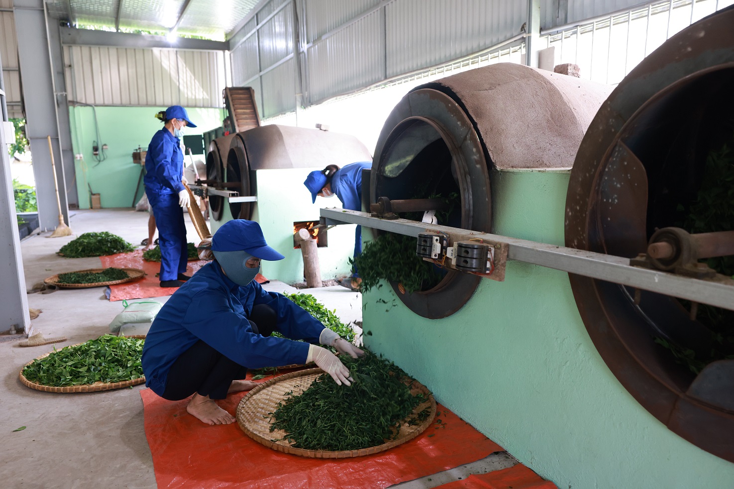 Lá trà xanh vùng “Đệ nhất danh trà” được chăm sóc, thu hoạch thế nào trước khi dùng để chiết xuất Trà Xanh Không Độ