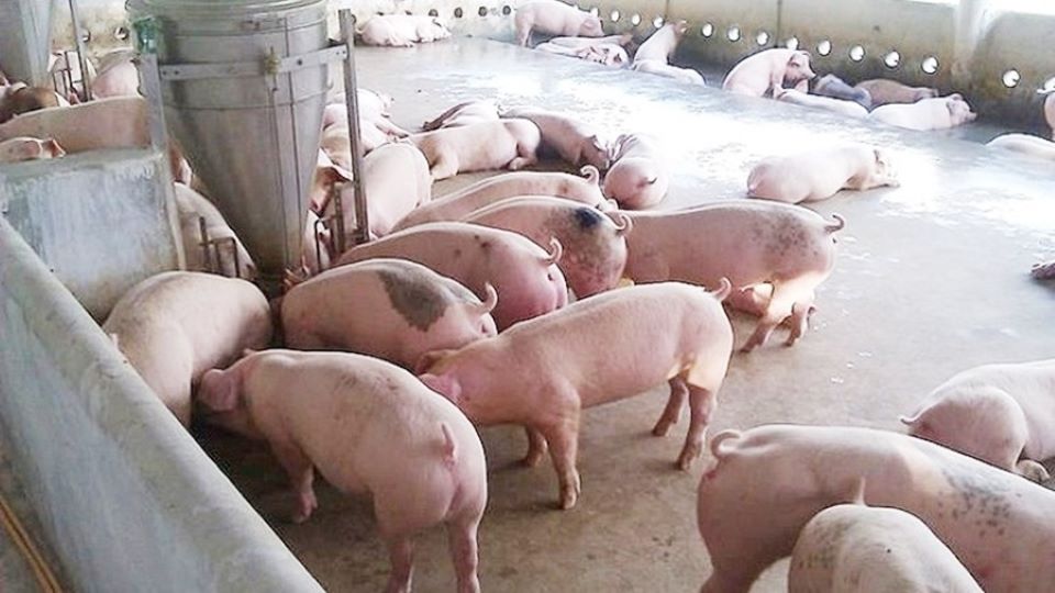 Giá heo hơi ngày 26/9/2024: Cao nhất lên đến 70.000 đồng/kg