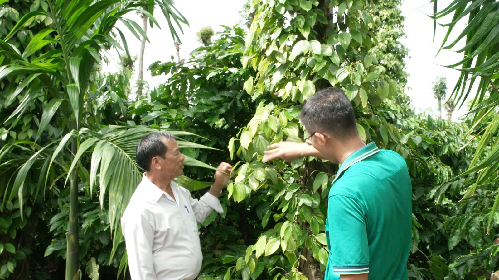 Nâng cao hiệu quả sử dụng phân bón trong canh tác lúa tại ĐBSCL