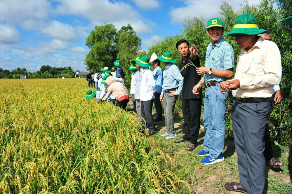 Nâng cao hiệu quả sử dụng phân bón trong canh tác lúa tại ĐBSCL