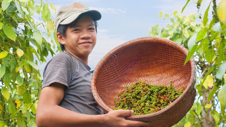 Giá nông sản ngày 27/10/2024: Cà phê tăng mạnh, hồ tiêu tiếp tục lao dốc