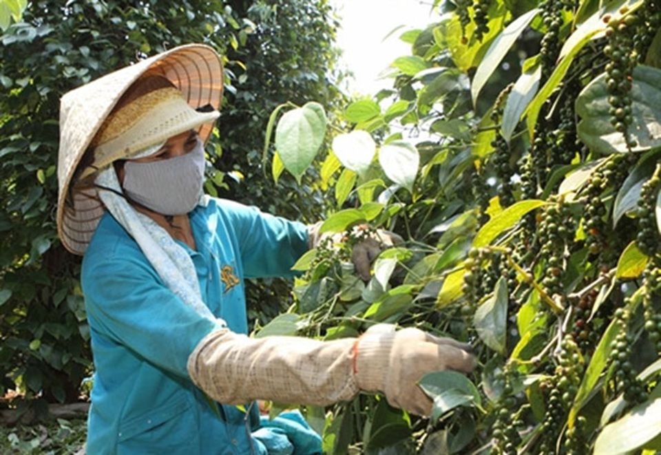 Giá nông sản ngày 1/11/2024: Cà phê tăng nhẹ, hồ tiêu lao dốc