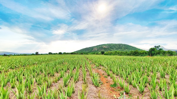 GC Food nâng tầm nha đam Việt trên bản đồ thế giới với danh hiệu Thương hiệu Quốc gia 2024