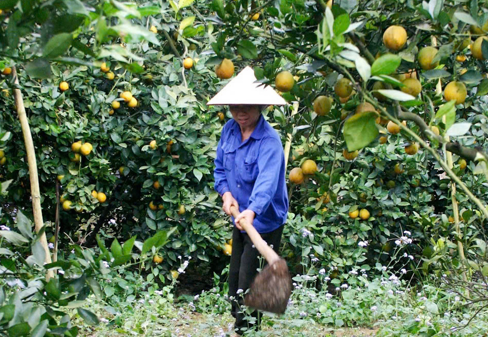 Mê mẩn những vườn cam Cao Phong trĩu quả “hái ra tiền” ở Hòa Bình