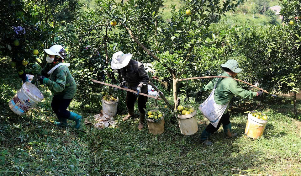 Mê mẩn những vườn cam Cao Phong trĩu quả “hái ra tiền” ở Hòa Bình