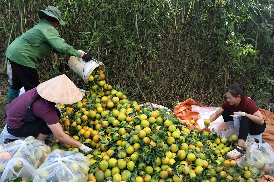 Mê mẩn những vườn cam Cao Phong trĩu quả “hái ra tiền” ở Hòa Bình