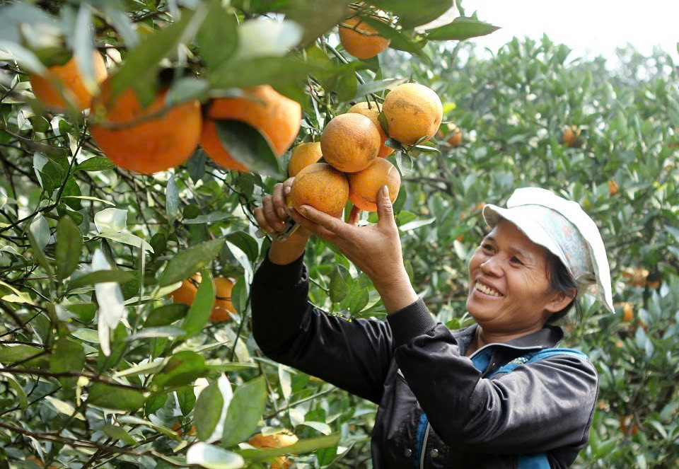 Mê mẩn những vườn cam Cao Phong trĩu quả “hái ra tiền” ở Hòa Bình