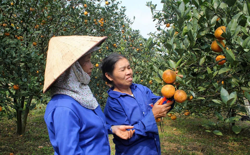 Mê mẩn những vườn cam Cao Phong trĩu quả “hái ra tiền” ở Hòa Bình