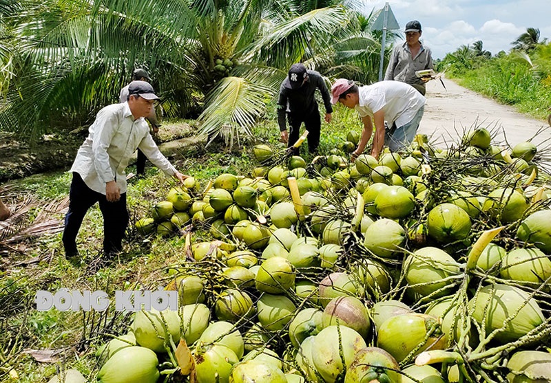 Nâng cao chuỗi giá trị dừa Việt Nam trong xu hướng xanh hóa