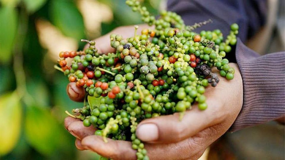 Giá nông sản ngày 1/1/2025: Cà phê giảm, hồ tiêu tăng nhẹ