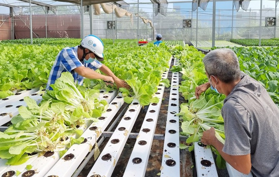 TP Hồ Chí Minh: Ưu tiên phát triển nông nghiệp đô thị và công nghệ cao 