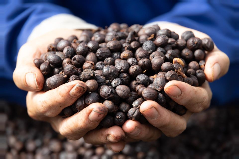 Giá nông sản ngày 2/2/2025: Cà phê sẽ chạm mốc 130.000 đồng/kg?