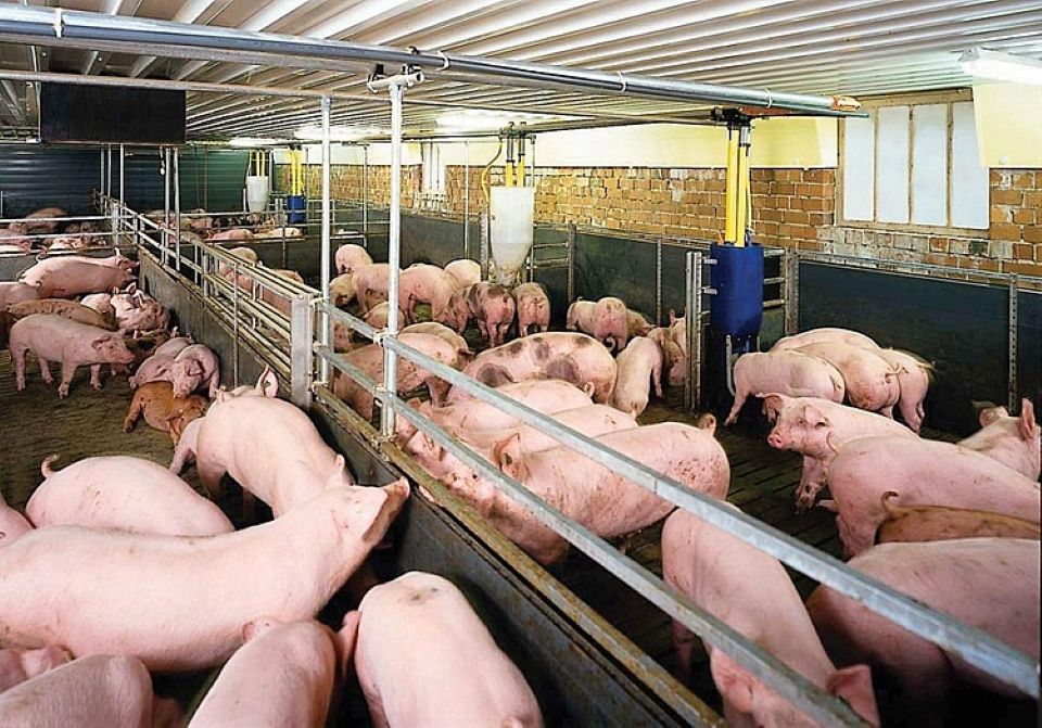 Giá heo hơi ngày 3/3/2025: Tiếp tục tăng cao trên cả ba miền