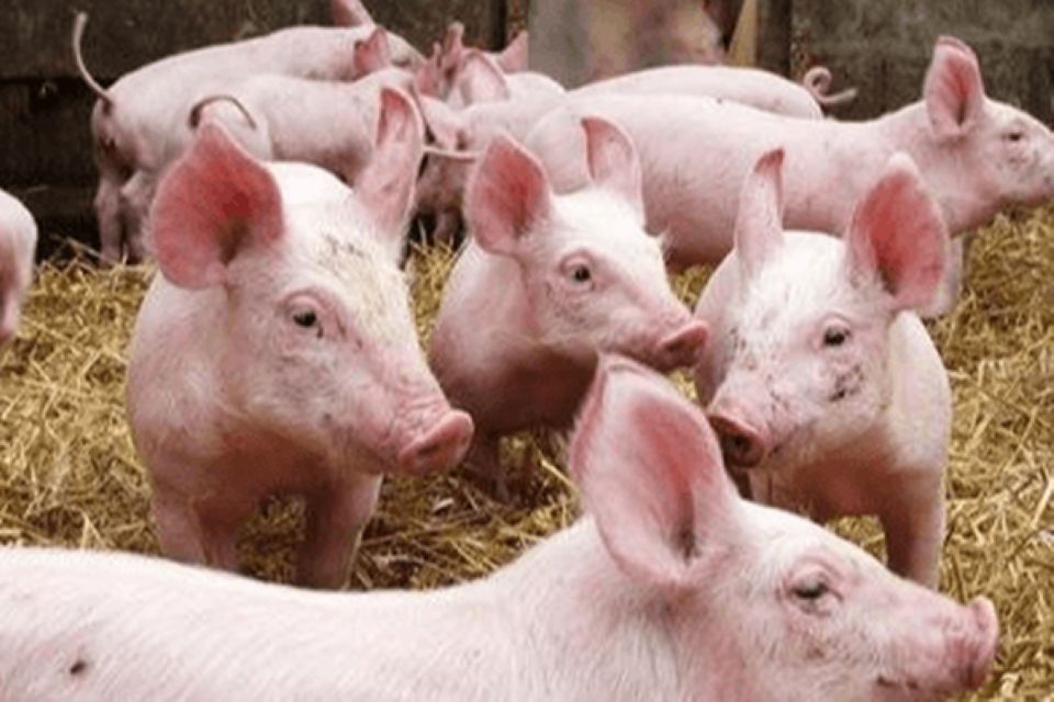 Giá heo hơi ngày 22/4/2025: Tiếp tục tăng, cao nhất 76.000 đồng/kg