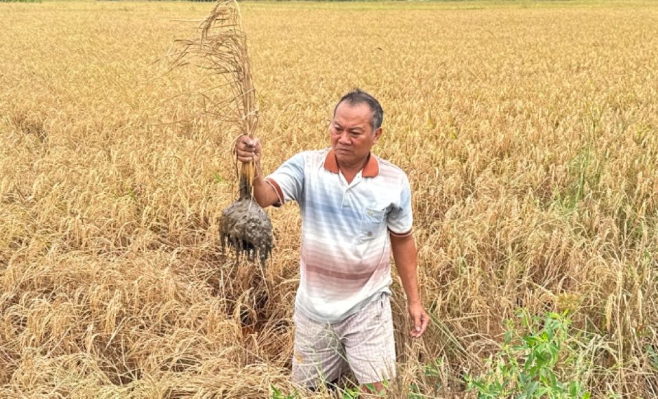 Phó Thủ tướng yêu cầu bồi thường cho dân vụ lúa bị chết cạnh cao tốc Cần Thơ-Cà Mau